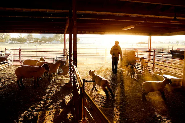 Fresno State student tending to sheep on the campus farm